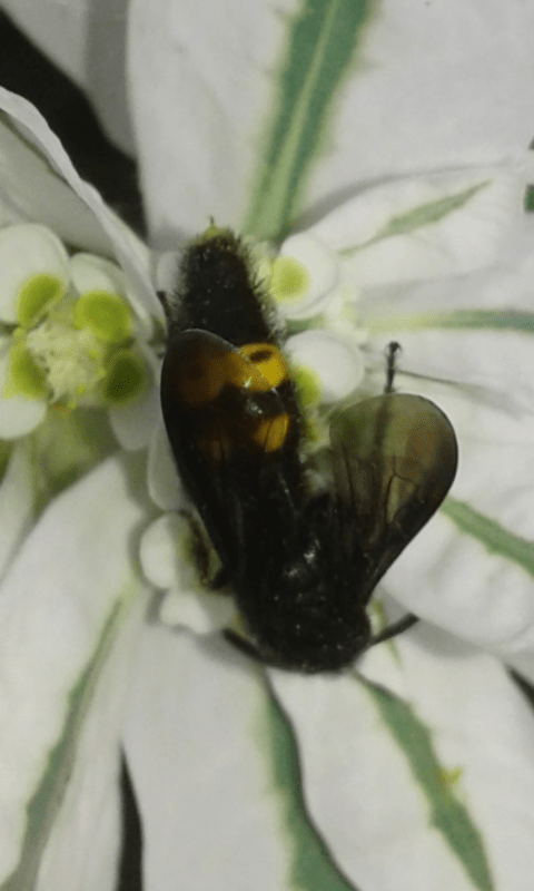 Scoliidae : Scolia hirta hirta o Scolia hirta unifasciata? Scolia hirta hirta